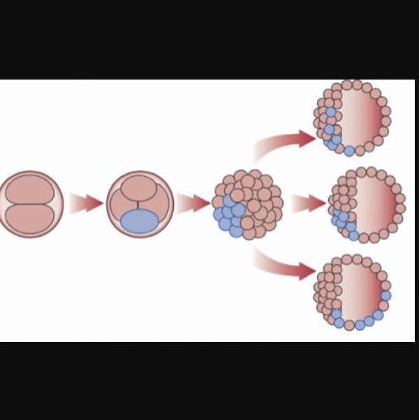 Preimplantasyon Genetik Tanı (PGT) sonucunda mozaik tanısı konan embriyolar transfer edilebilir mi?
