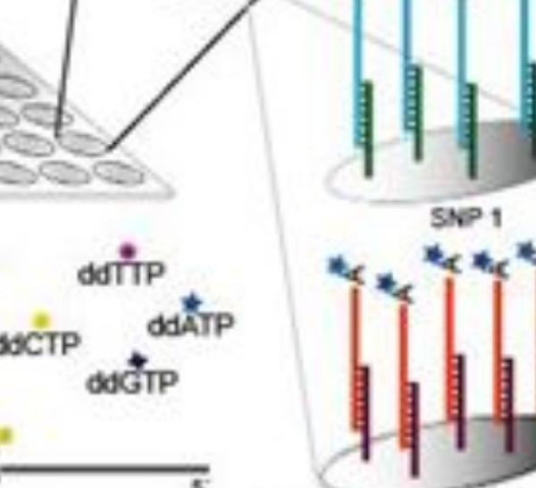 Karyomapping; Tek gen hastalıkları için hızlı bir PGT yöntem