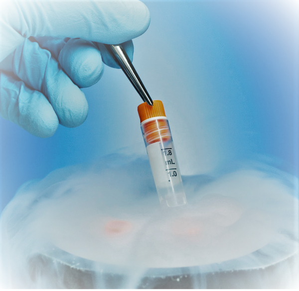 Embriyolar hangi nedenle donduruluyor